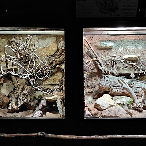 Sheltopusik + whip snake exhibits