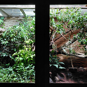 Mangrove snake - ground boa exhibits