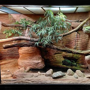 Mixed reptile exhibit