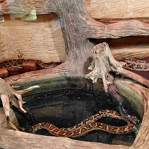 Indian python exhibit
