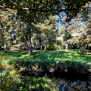 Spider monkey outdoor exhibit