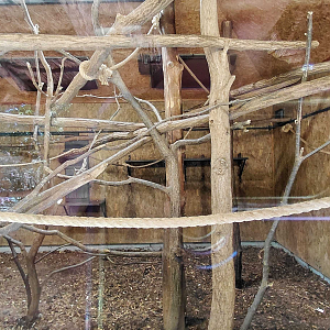 Spider monkey indoor exhibit