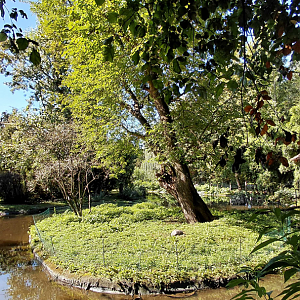 Squirrel monkey outdoor exhibit