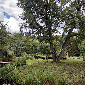Capuchin outdoor exhibit