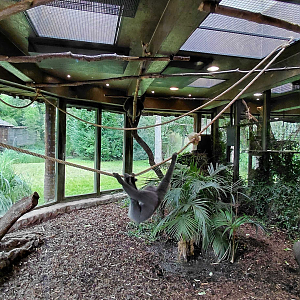 Gibbon indoor exhibit