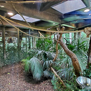 Gibbon indoor exhibit