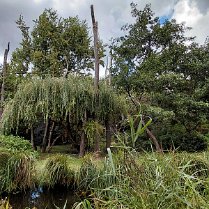 Gibbon outdoor exhibit