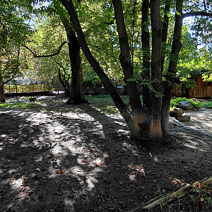 Malayan tapir outdoor exhibit