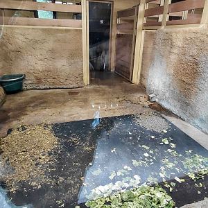 Malayan tapir indoor exhibit