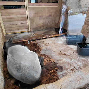 Malayan tapir indoor exhibit