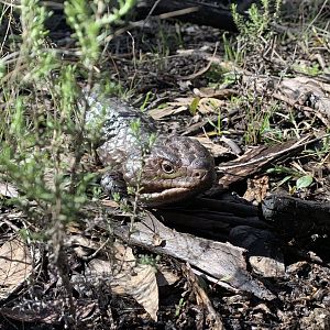 Shingleback