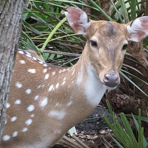 Aug. 2025 - Fallow Deer