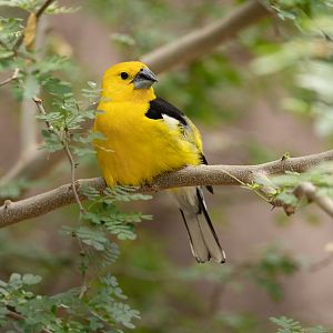 Yellow Grosbeak (Pheucticus chrysopeplus) - Desert