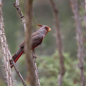 Pyrrhuloxia (Cardinalis sinuatus) - Desert