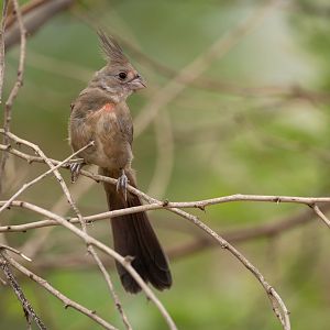 Pyrrhuloxia (Cardinal pyrrhuloxia) - Desert