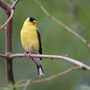 American Goldfinch (Spinus tristis) - Desert