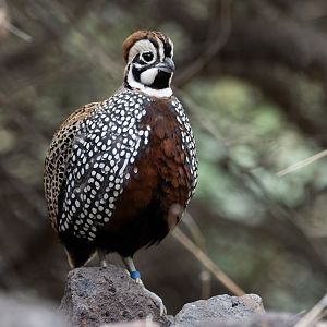 Montezuma Quail (Cyrtonyx montezumae) - Desert