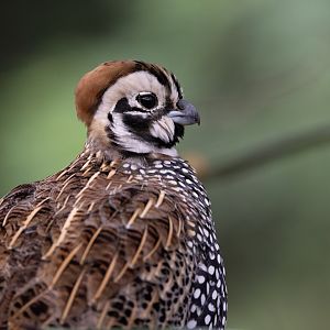 Montezuma Quail (Cyrtonyx montezumae) - Desert