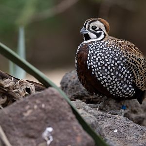 Montezuma Quail (Cyrtonyx montezumae) - Desert