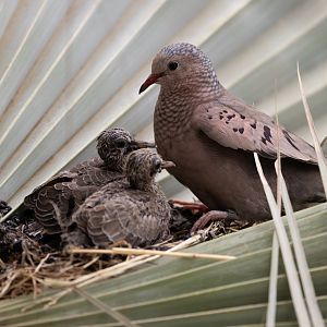 Common Ground Dove (Columbina passerina) - Desert
