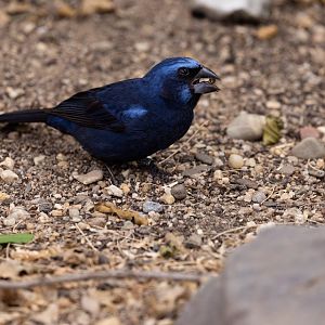 Ultramarine Grosbeak (Cyanoloxia brissonii) - Desert