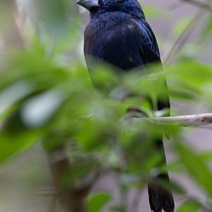 Ultramarine Grosbeak (Cyanoloxia brissonii) - Desert