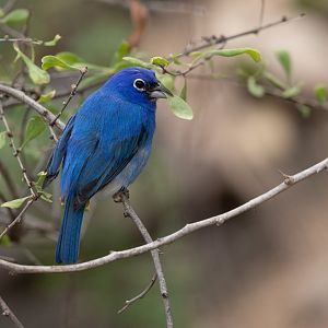 Rose-bellied Bunting (Passerina rositae) - Desert
