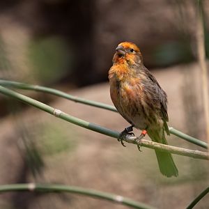 House Finch (Haemorhous mexicanus) - Desert