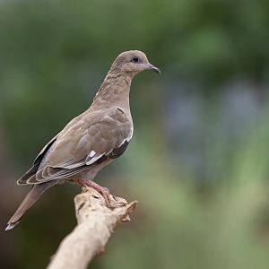 West Peruvian Dove (Zenaida meloda) - Desert