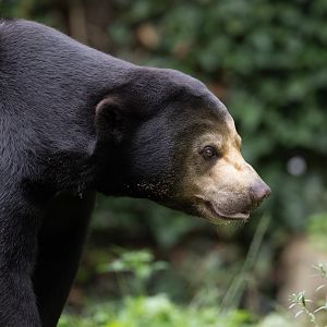 Sun Bear (Helarctos malayanus) - Rimba