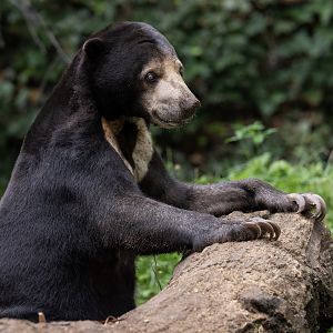 Sun Bear (Helarctos malayanus) - Rimba