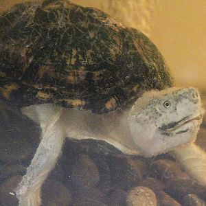 Razor-backed musk turtle (Sternotherus carinatus) - Private facility