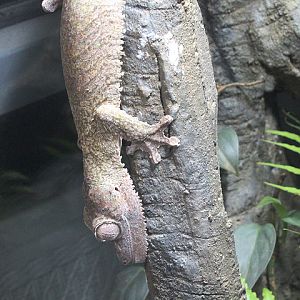 Henkel's leaf-tailed gecko (Uroplatus henkeli) - Private facility
