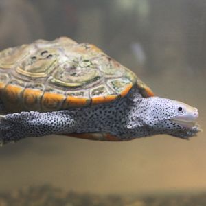 Northern diamondback terrapin (Malaclemys terrapin terrapin) - Private facility