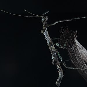Spiny-necked stick insect (Centrophasma sp. 'West Java') - Private facility