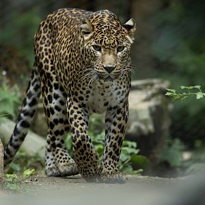 Sri Lankan Leopard (Panthera pardus ssp. kotiya) - Rimba