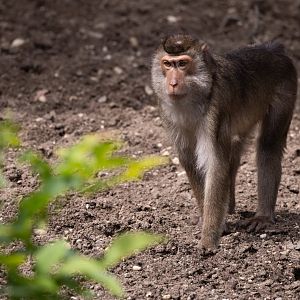 Southern Pig-tailed Macaque (Macaca nemestrina) - Rimba