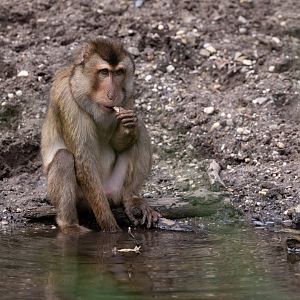 Southern Pig-tailed Macaque (Macaca nemestrina) - Rimba