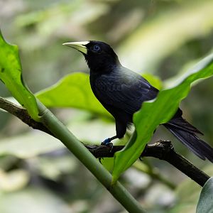 Red-rumped Cacique (Cacicus haemorrhous) - Bush