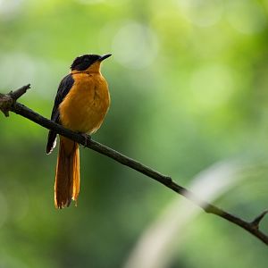 Snowy-crowned Robin-chat (Cossypha niveicapilla) - Bush