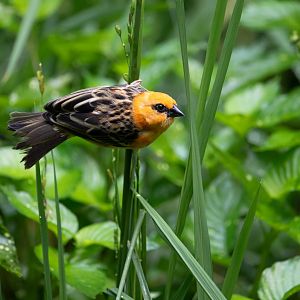 Red Fody (Foudia madagascariensis) - Bush