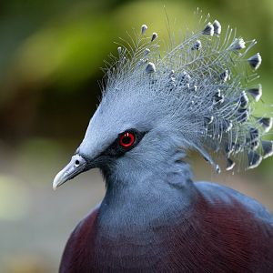 Victoria Crowned-pigeon (Goura victoria) - Bush