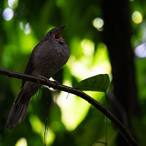 Screaming Piha (Lipaugus vociferans) - Bush