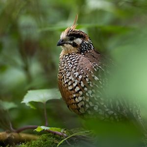 Crested Bobwhite (Colinus cristatus) - Mangrove