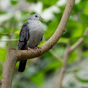 Blue Ground Dove (Claravis pretiosa) - Mangrove
