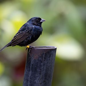 Blue-black Grassquit (Volatinia jacarina) - Mangrove