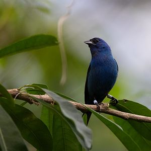 Indigo Bunting (Passerina cyanea) - Mangrove