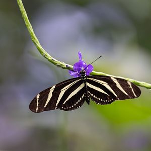 Heliconius charithonia - Mangrove
