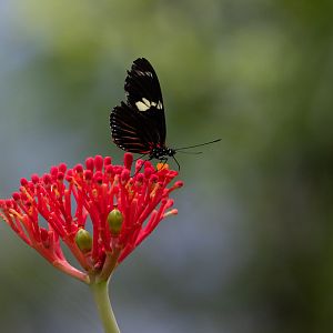 Heliconius melpomene - Mangrove