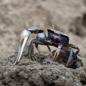 Crab - Mangrove